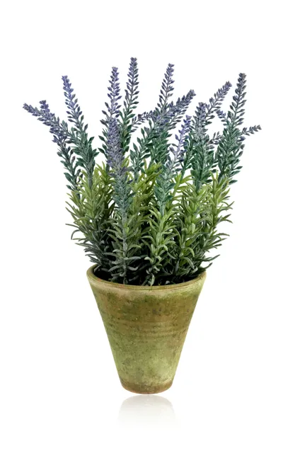 Diane James Designs Lavender Plant In Mossy Pot In Purple