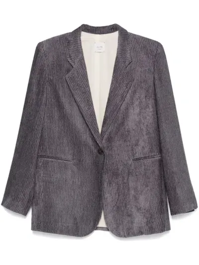 Alysi Velvet Single Breasted Jacket In Gray