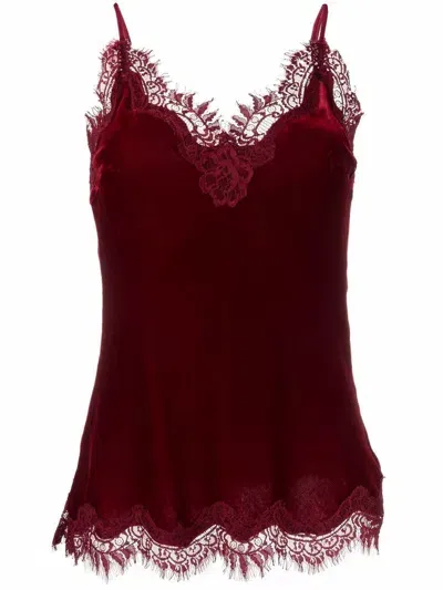 Gold Hawk Velvet Top In Burgundy