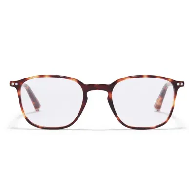 Taylor Morris Eyewear Tm024-c3 In Brown